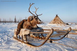 Yamal Peninsula, Sibera, Russian Federation.