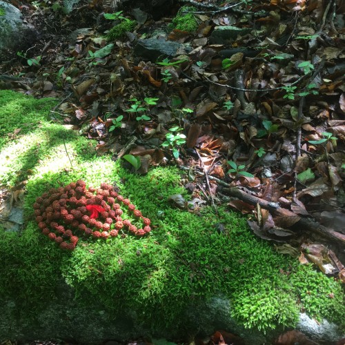 méditer dans les bois